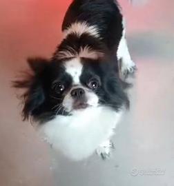 femmina chihuahua adulta
