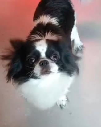 femmina chihuahua adulta