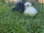 Immagine 1