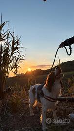 Springer english spaniel