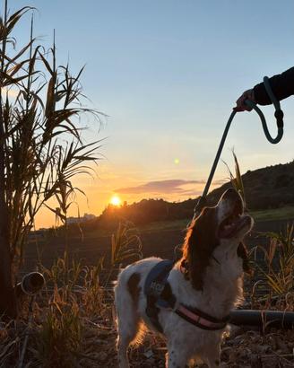 Springer english spaniel