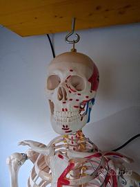 scheletro anatomico 