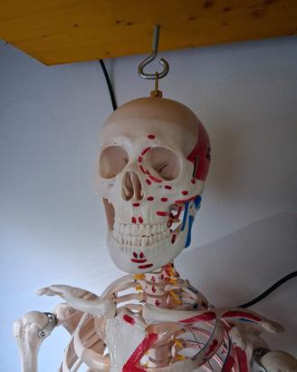 scheletro anatomico 