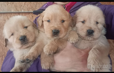 Golden Retriever linea Americana