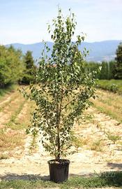 Betulla in vaso H250 cm