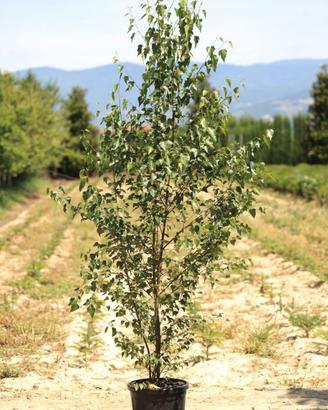 Betulla in vaso H250 cm