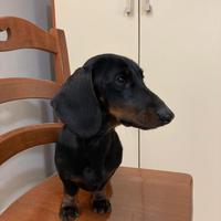 Bassotto per accoppiamento