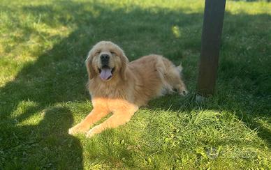 Cuccioli golden retriever linea Anericana