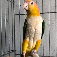 Pappagallo caicco testa gialla maschio all. A mano