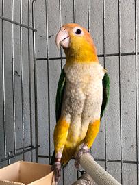 Pappagallo caicco testa gialla maschio all. A mano