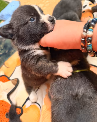 Cuccioli di Welsh corgi cardigan