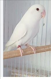 Inseparabili albini