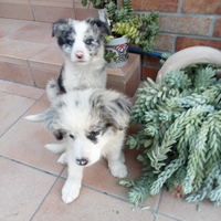 Cuccioli border collie Blue merle