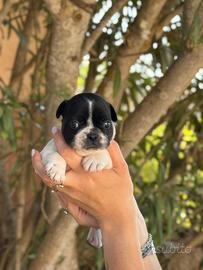 Cuccioli di bulldog francese