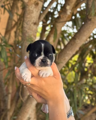 Cuccioli di bulldog francese