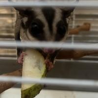 Petauro dello zucchero