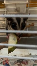 Petauro dello zucchero