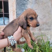 Cagnolini di segugio italiano