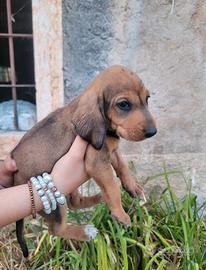Cagnolini di segugio italiano