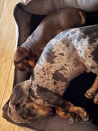 Bassotto kaninchen 2 cuccioli taglia nana