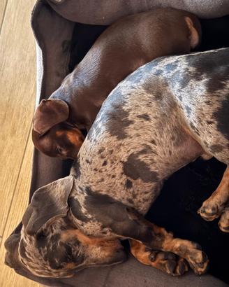 Bassotto kaninchen 2 cuccioli taglia nana