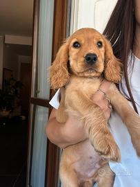 Cucciolo di cocker