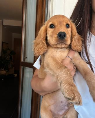 Cucciolo di cocker