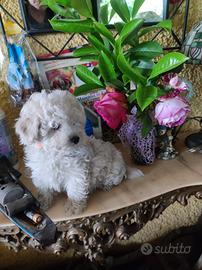 Maltipoo Toy graziosissimi