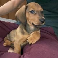 Cucciolo bassotto nano Tedesco