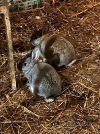 Coniglietti Rustici