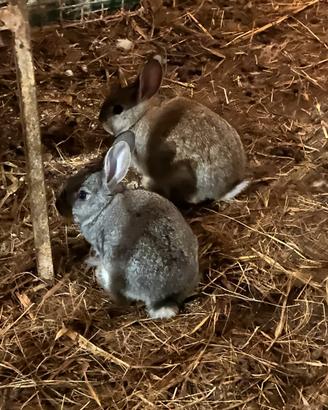 Coniglietti Rustici