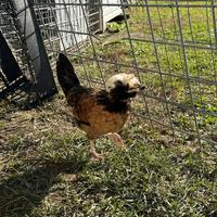 Coppia di polli ornamentali-razza ciuffata