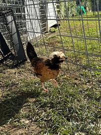 Coppia di polli ornamentali-razza ciuffata