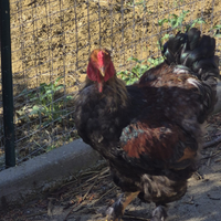 Pulcini ornamentali in purezza