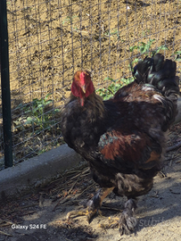 Pulcini ornamentali in purezza