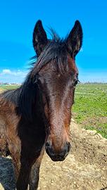 Puledro nato maggio 2025