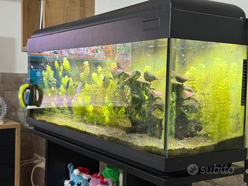 Acquario 100 litri