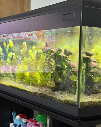 Acquario 100 litri