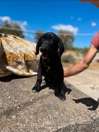 Gabriel salvato dalla strada