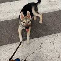 Mix pastore tedesco - lupetto