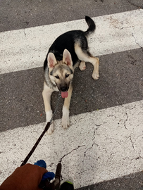 Mix pastore tedesco - lupetto