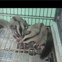 Coppie di petauri dello zucchero