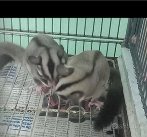 Coppie di petauri dello zucchero