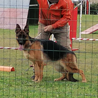 Cucciolona femmina di pastore tedesco