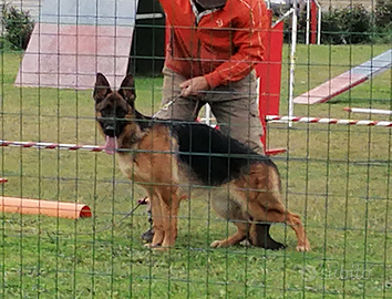 Cucciolona femmina di pastore tedesco