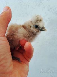 Ayam cemani e moroseta bianca
