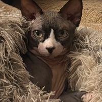 Disponibile Canadian sphynx per monta