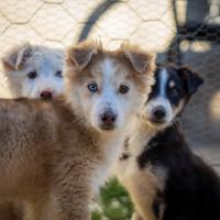 Cuccioli Border collie/Husky