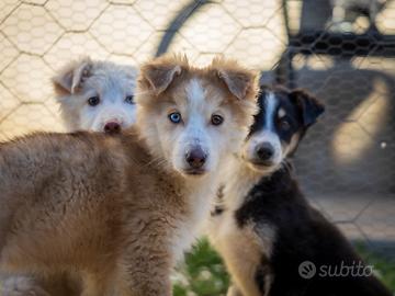 Cuccioli Border collie/Husky