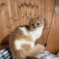 Gattini svezzati di 5 mesi (2 maschietti)